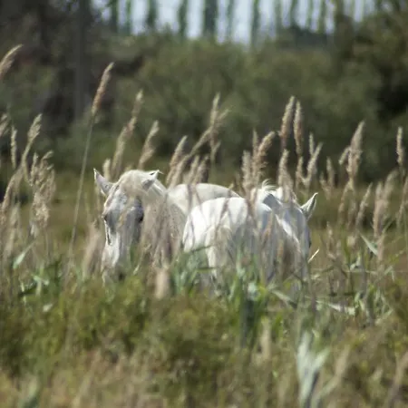Bergerie D'alivon En Camargue Albaron