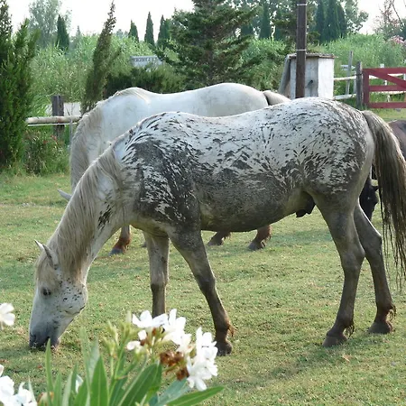 Bergerie D'alivon En Camargue Albaron