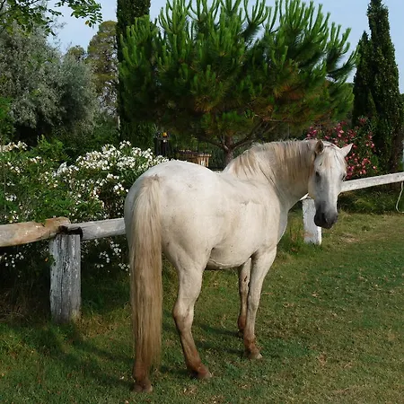 Bergerie D'alivon En Camargue